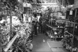 Plants.jpg